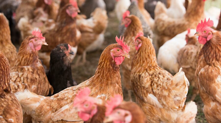 As N.C. poultry plants failed to curb Covid-19, Latina workers stood in the gap