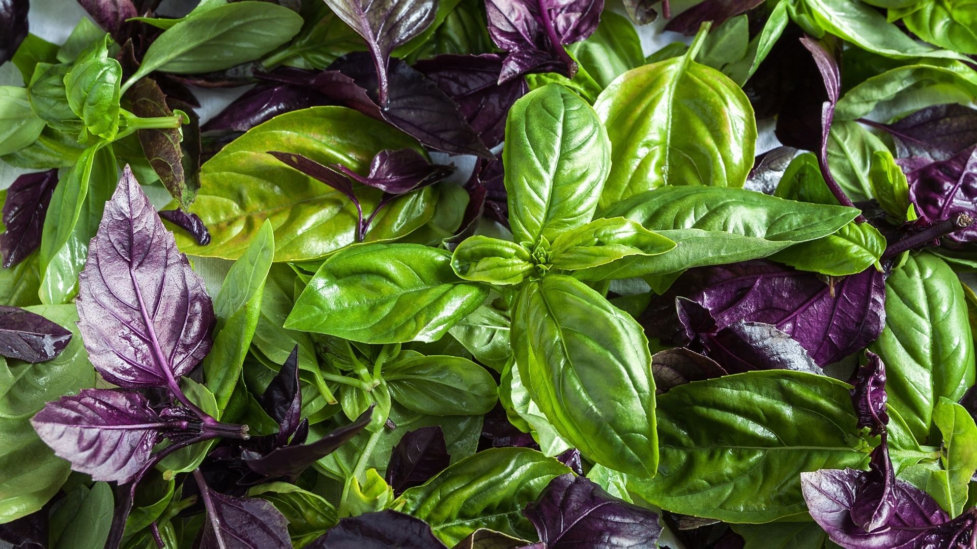 A Charlottean’s guide to growing basil – Unpretentious Palate