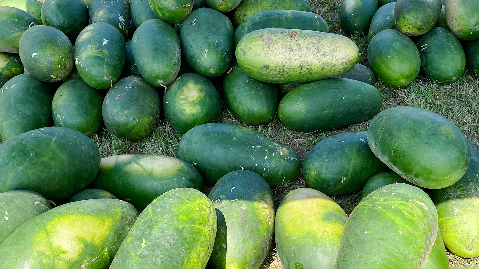 No Bradford watermelons this year Unpretentious Palate