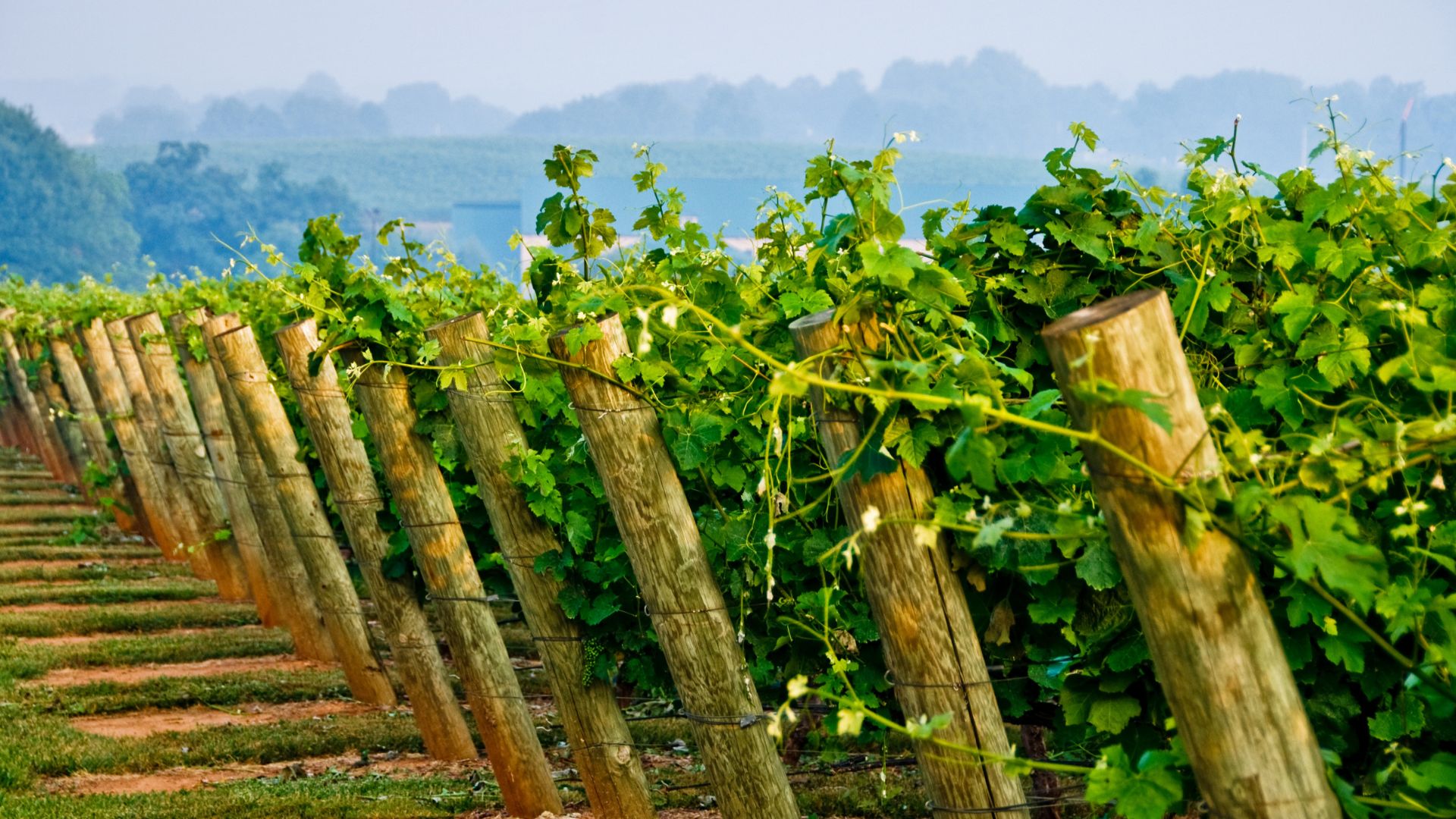 A winery guide to Lexington / WinstonSalem area Unpretentious Palate