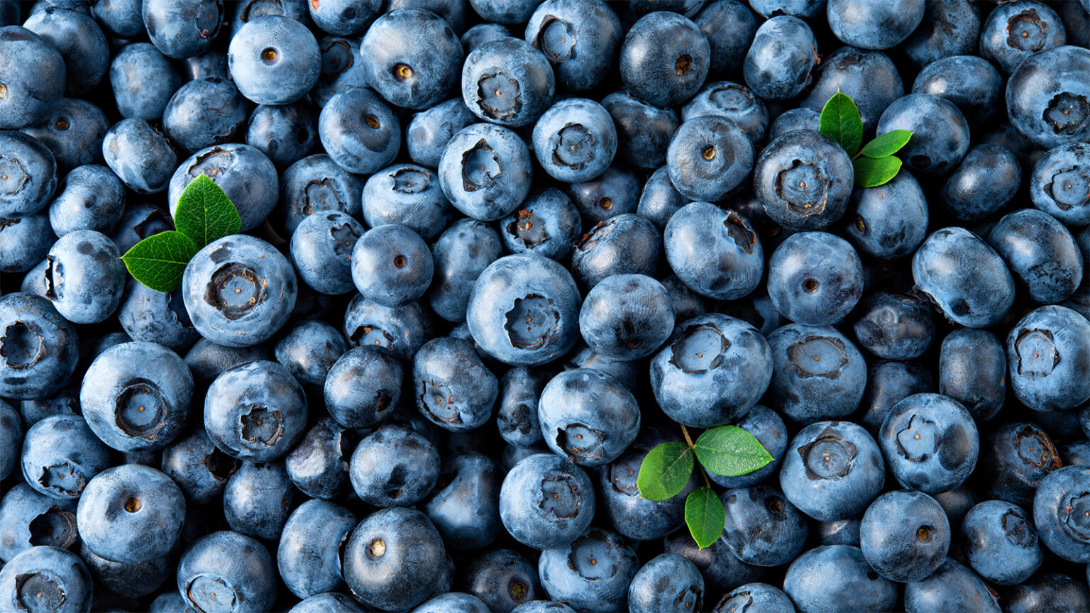 Blueberry