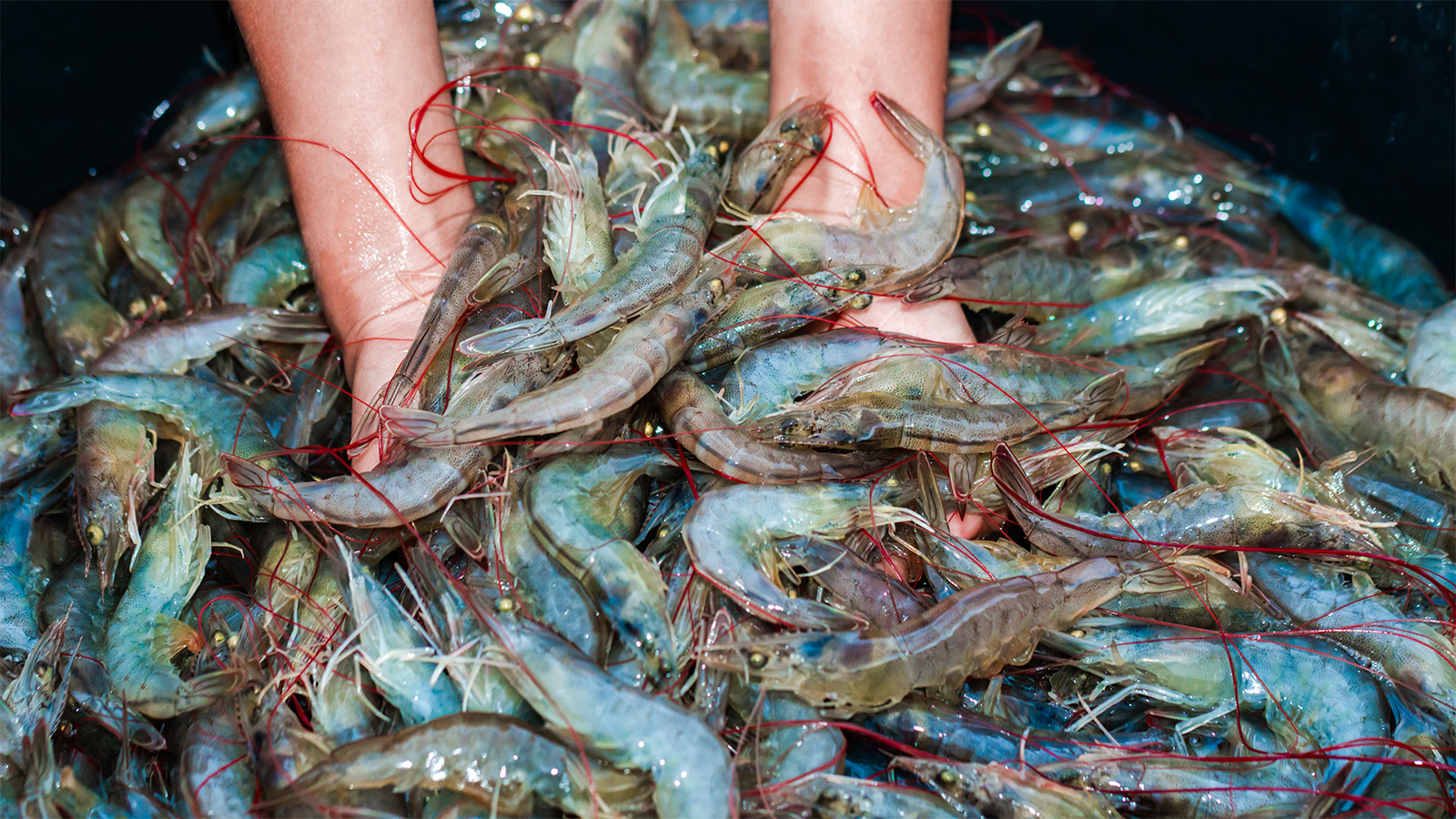 Paliate Fish Industry and public backlash quashes proposed N.C. fishing bill ...